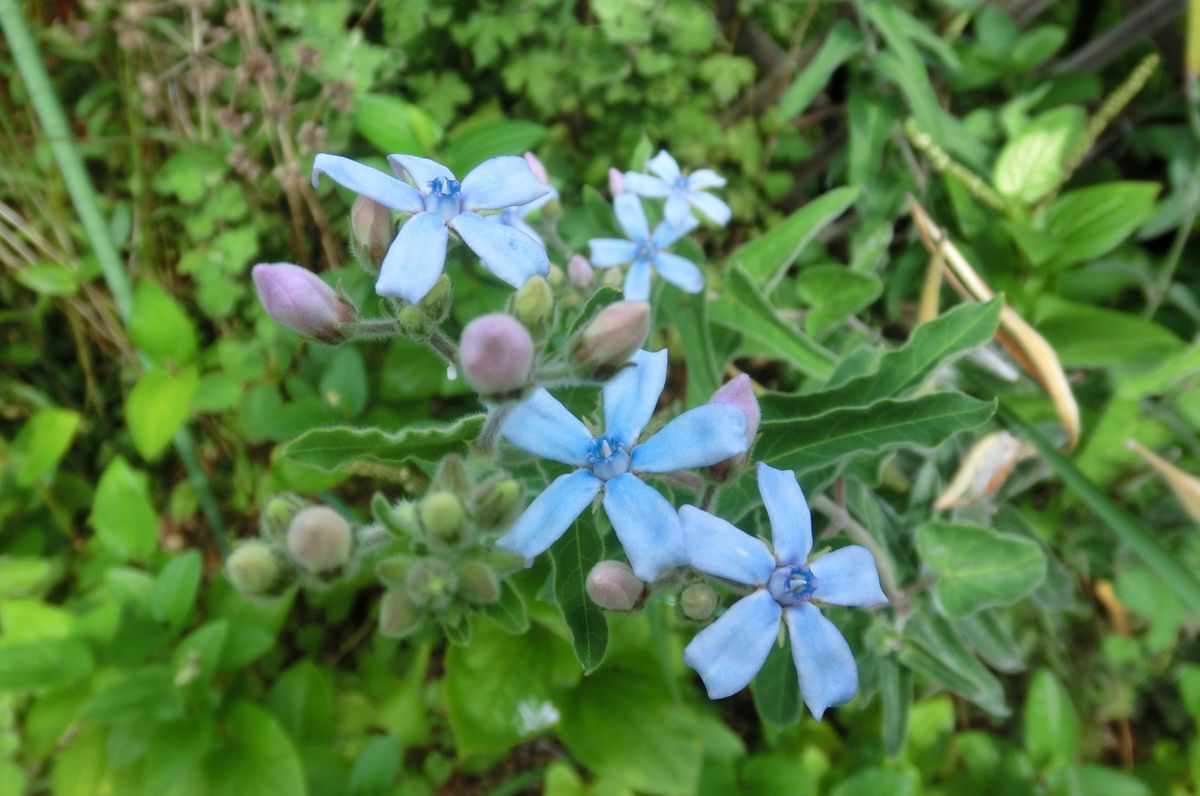 いろいろなお花達