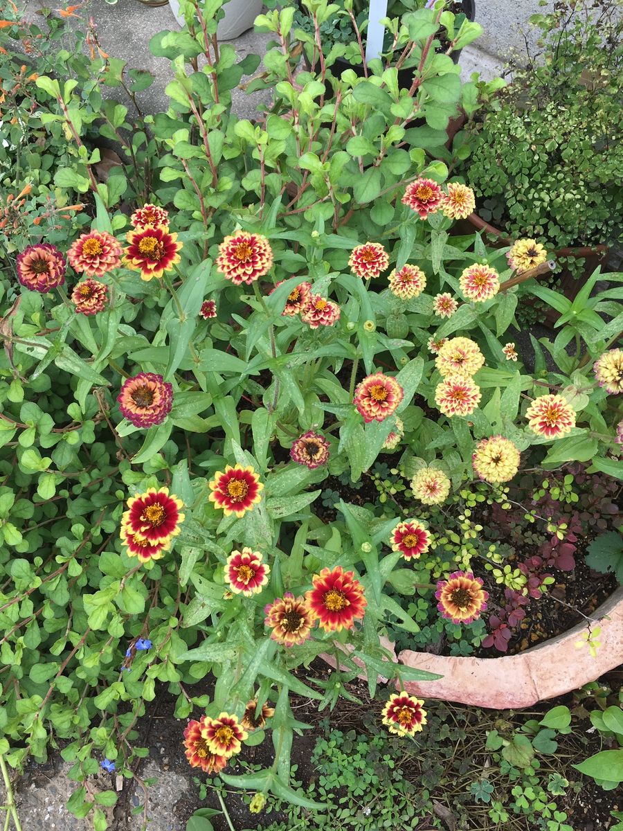 コムラサキシキブのお花