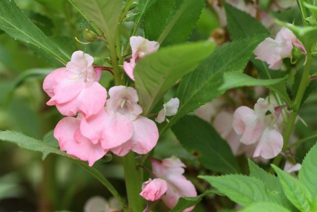 鳳仙花