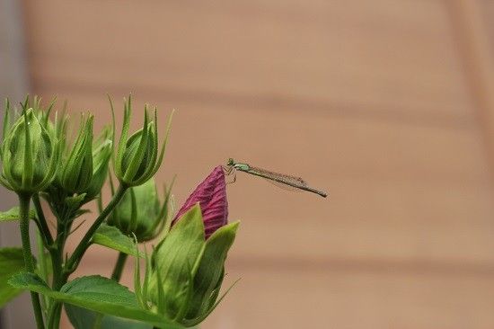 種から育てた花