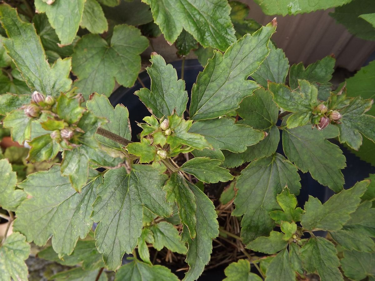 紫陽花・アナベルにお花が咲きました[i:146]