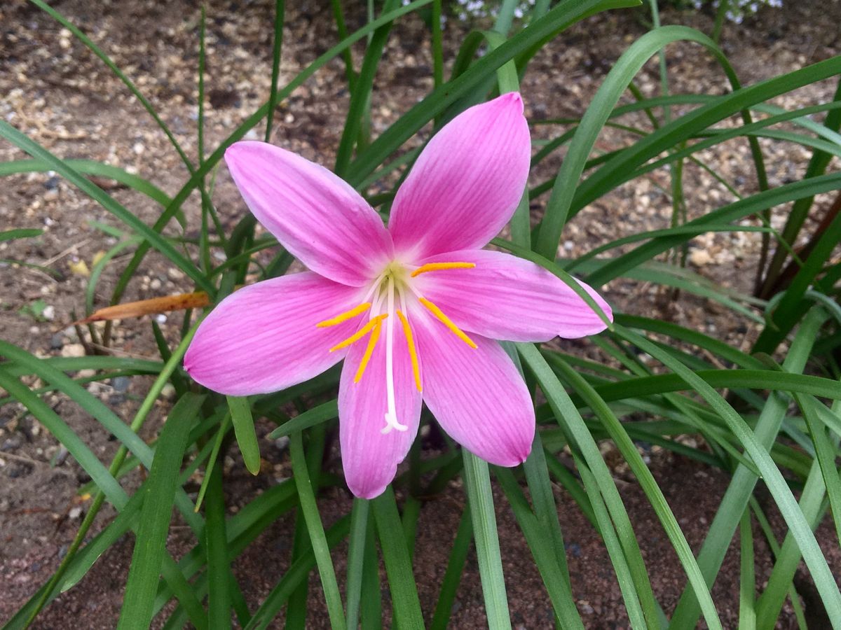 夏の花たち🌼〜2〜