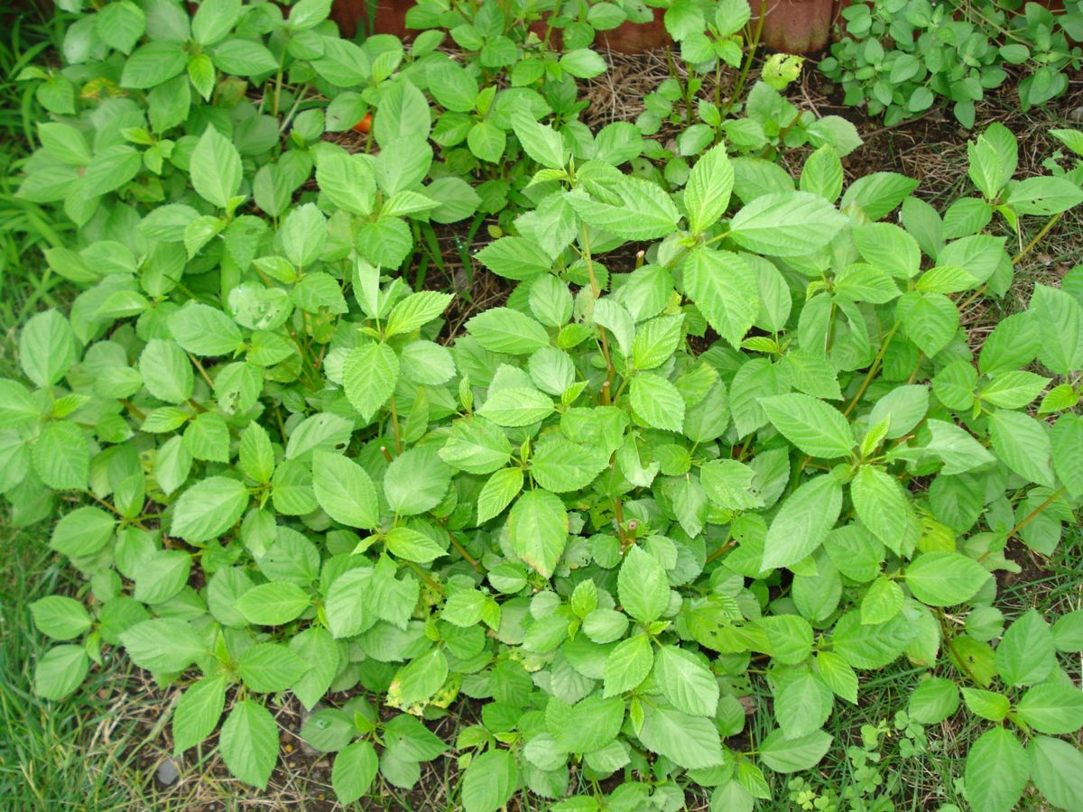 日照不足で野菜高騰ですって!!