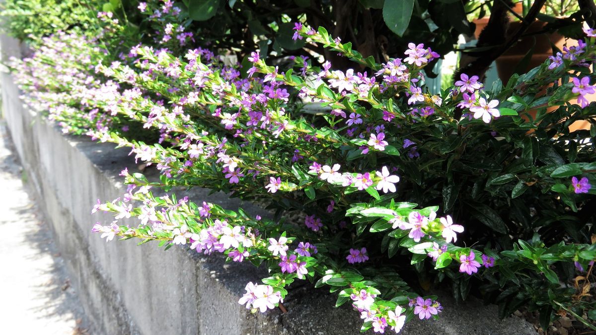 雑草除けの強~い味方