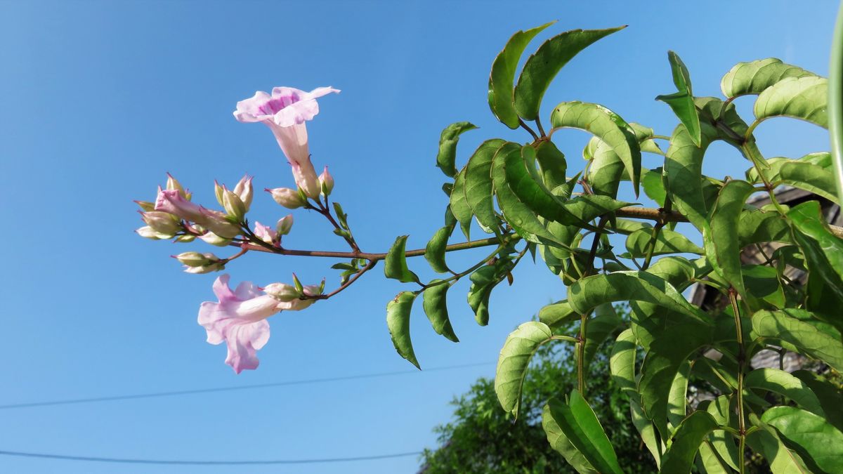 花木も人も夏バテしますよね～2