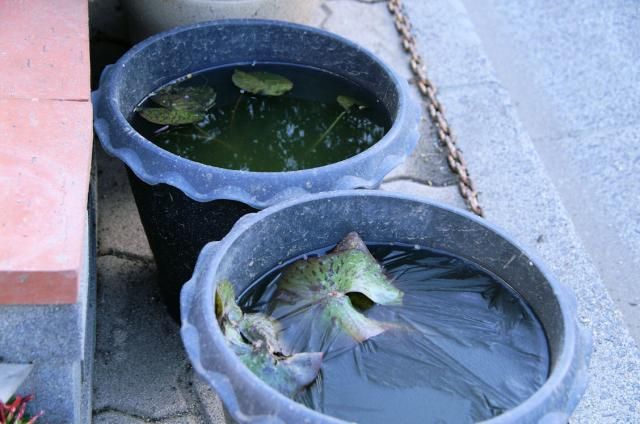 我が家の初氷発見です