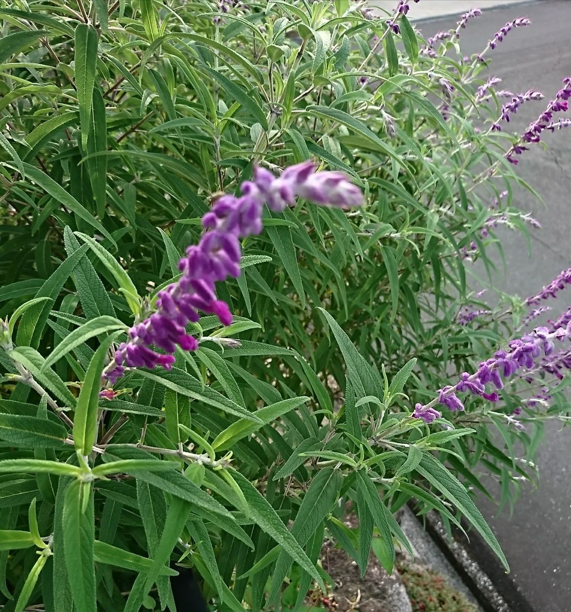 今日のお花たち。