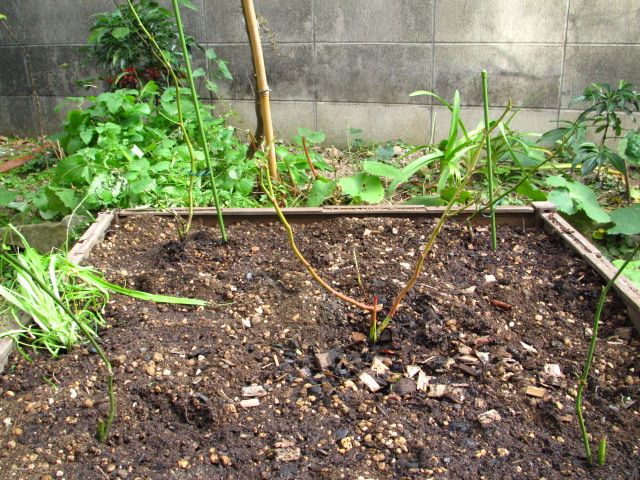 バラの植え替え