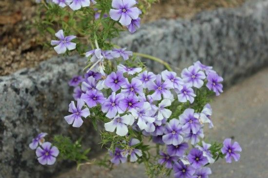 ９月の荒れ地ガーデン