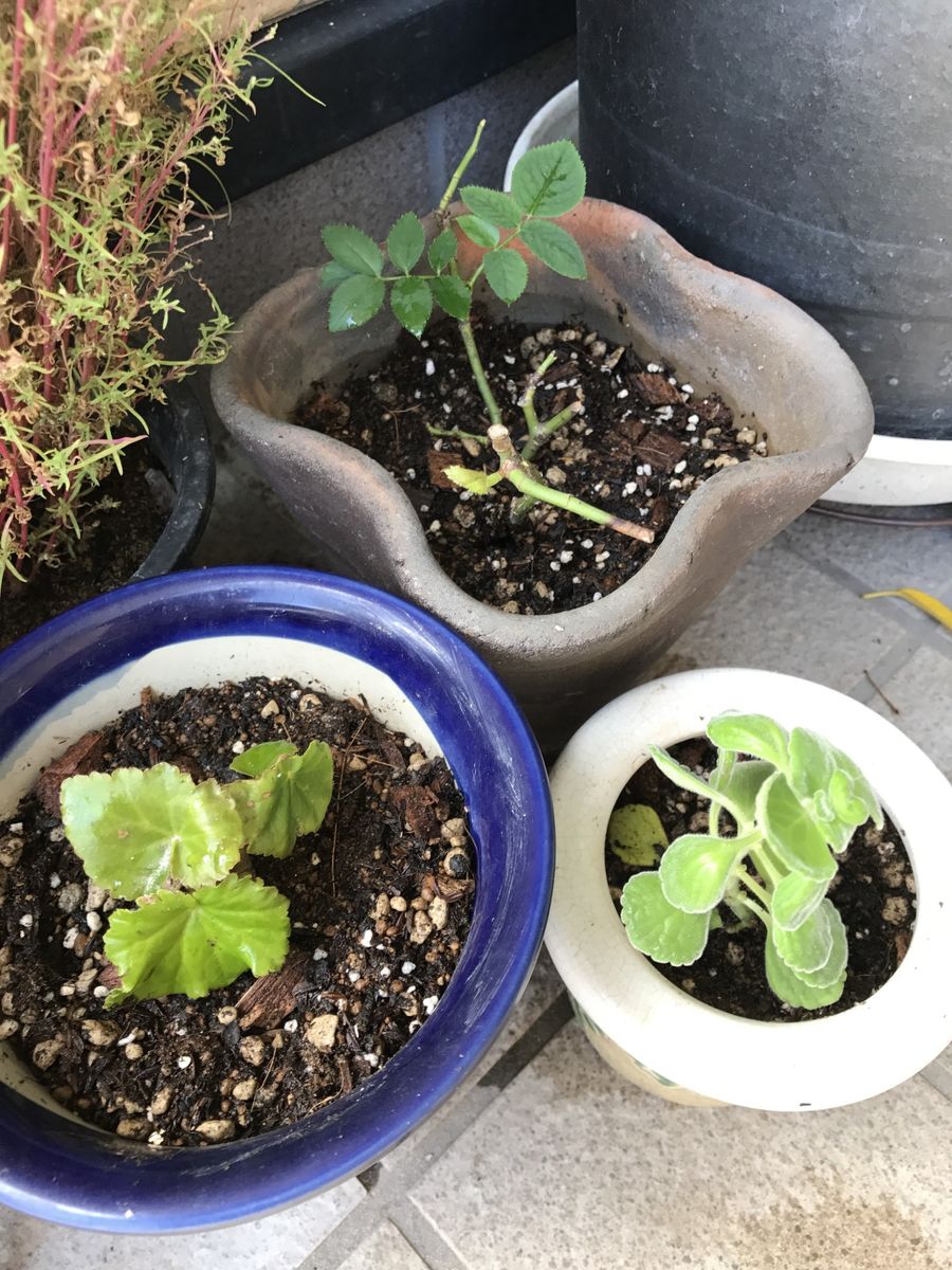 挿し木、挿し芽の鉢上げ