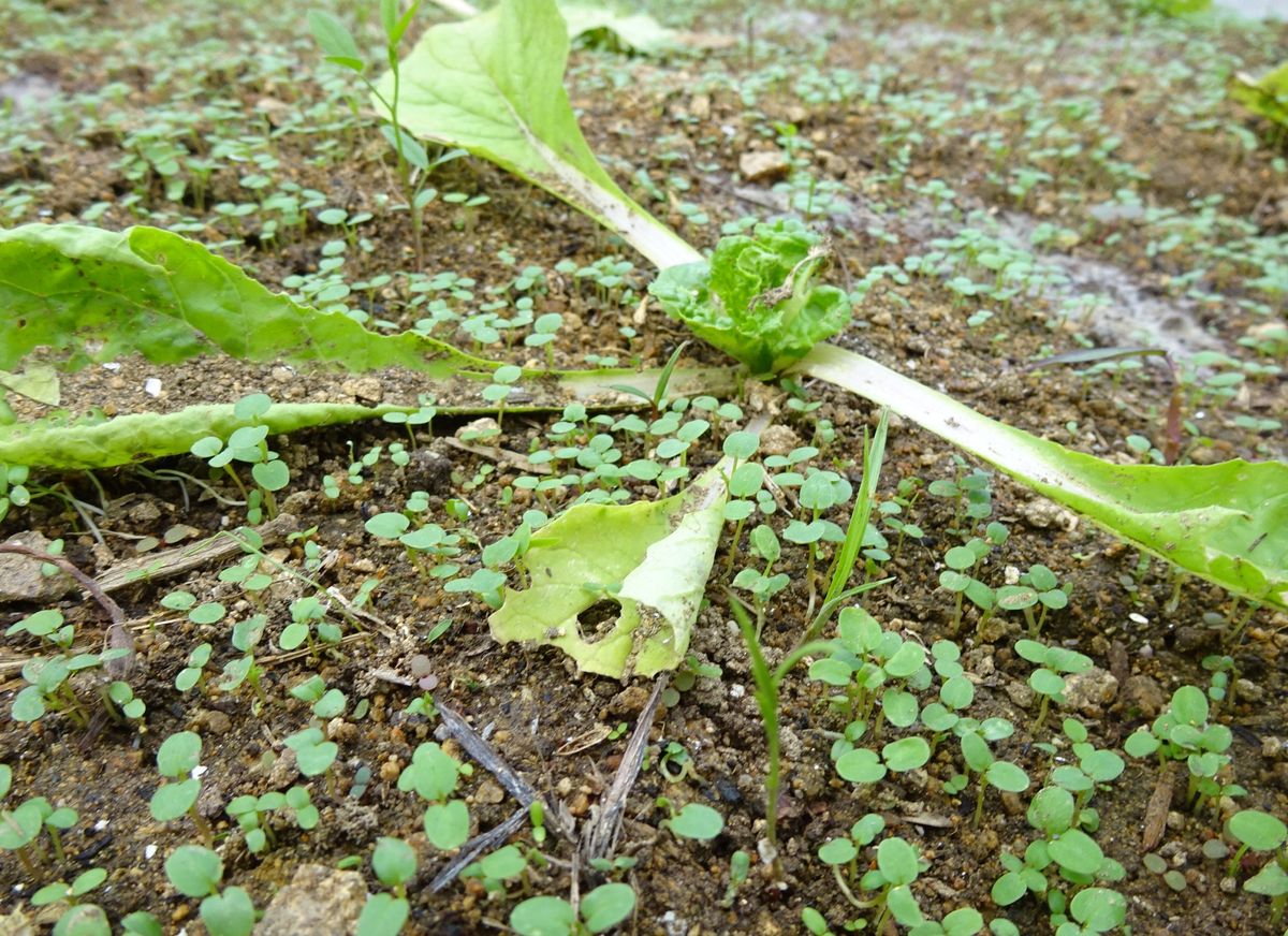 怒涛の１週間　③