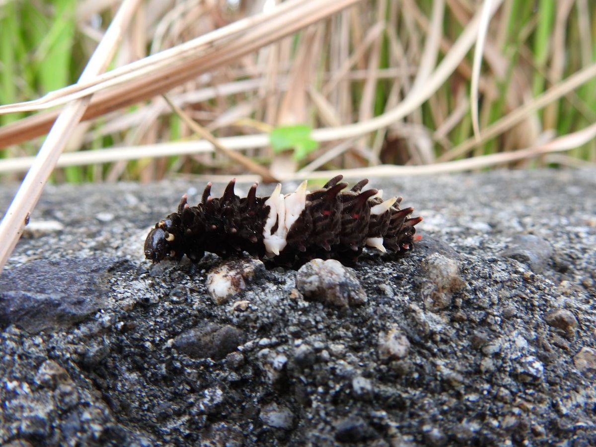 蝶が取り持つ縁