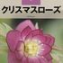 あなたの質問に答えます！クリスマスローズについての疑問、大募集！『趣味の園芸』1月号《3名様に書籍プレゼント》