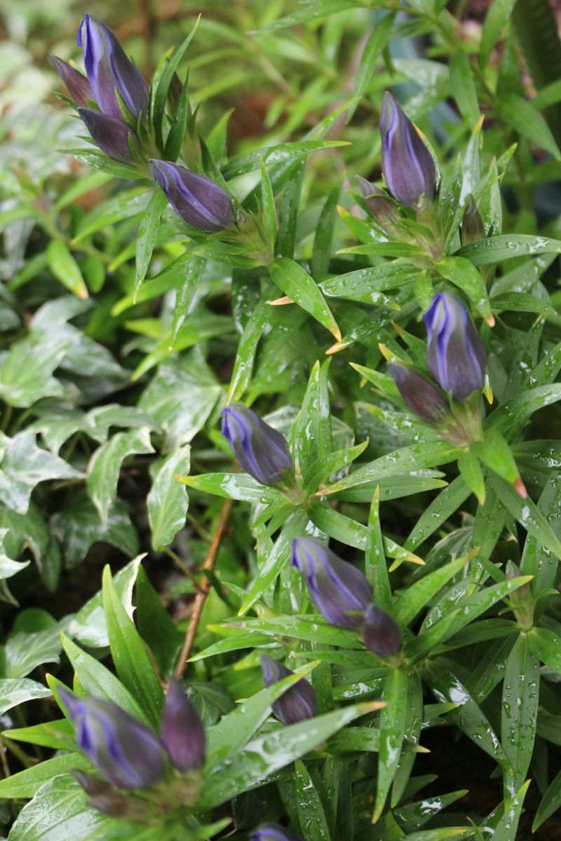 雨の中の蕾