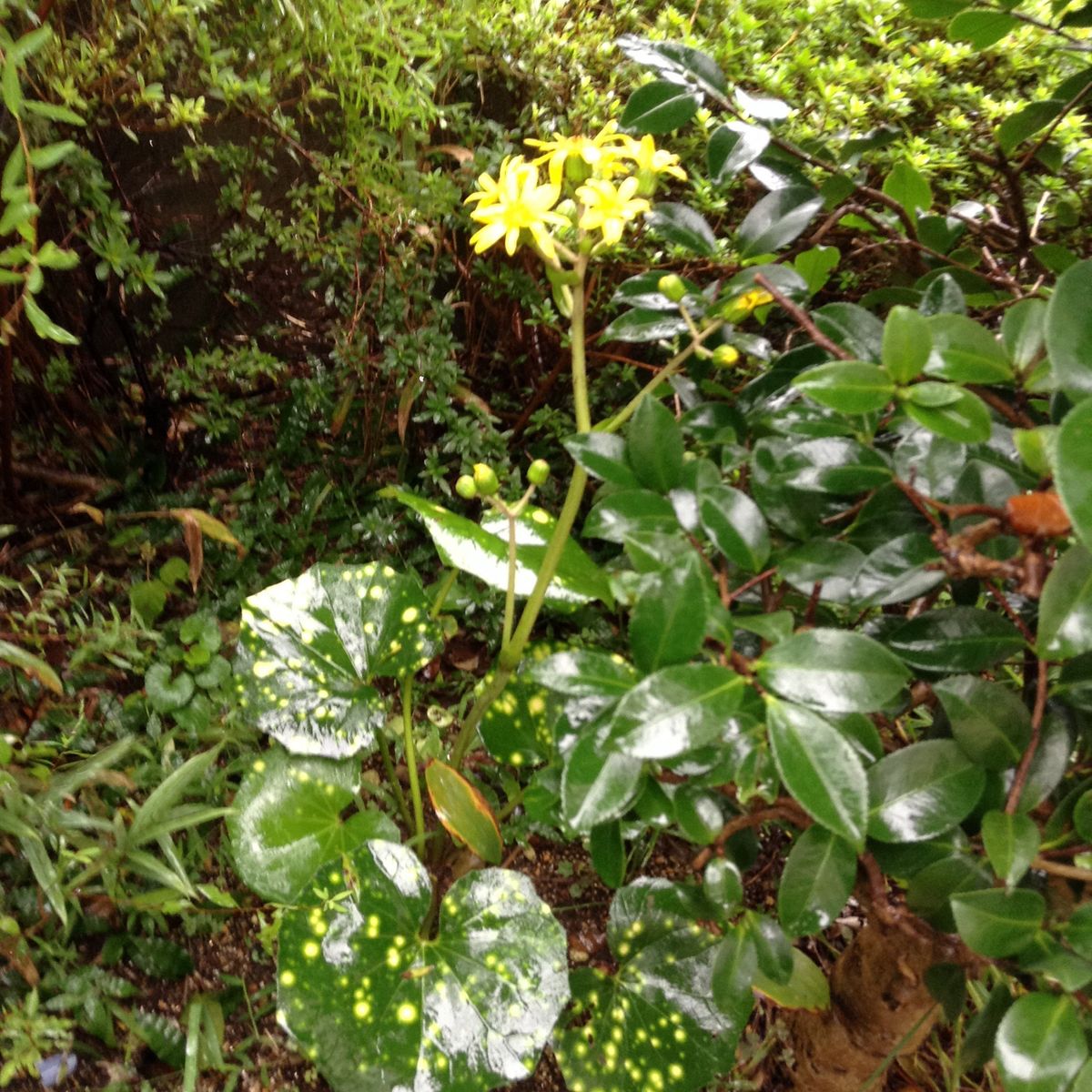 避難させれない地植え。避難場所がない鉢植え。