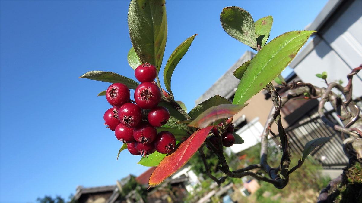 派手な実もの２種