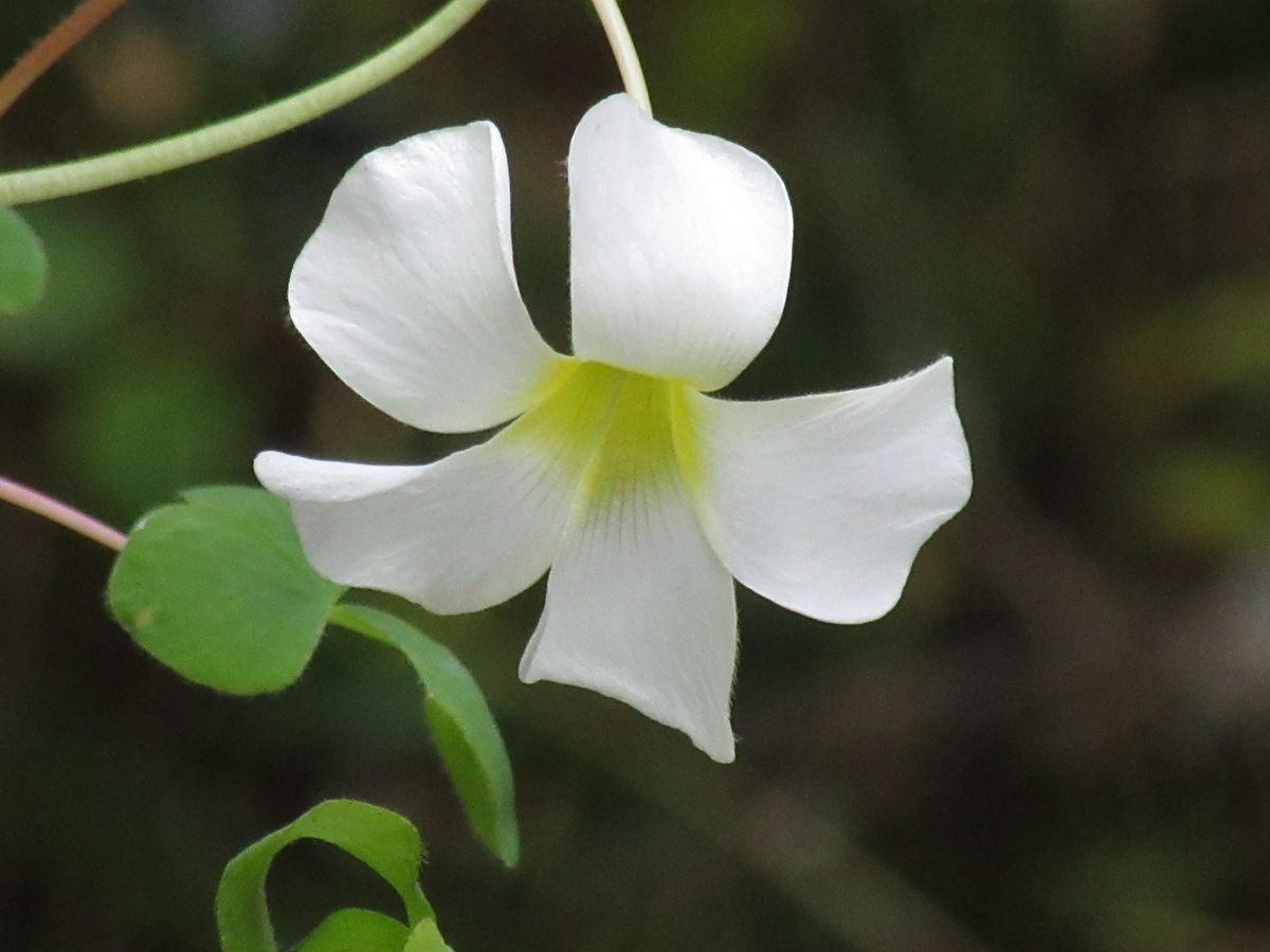 由愛(ゆめ)の花日記♪