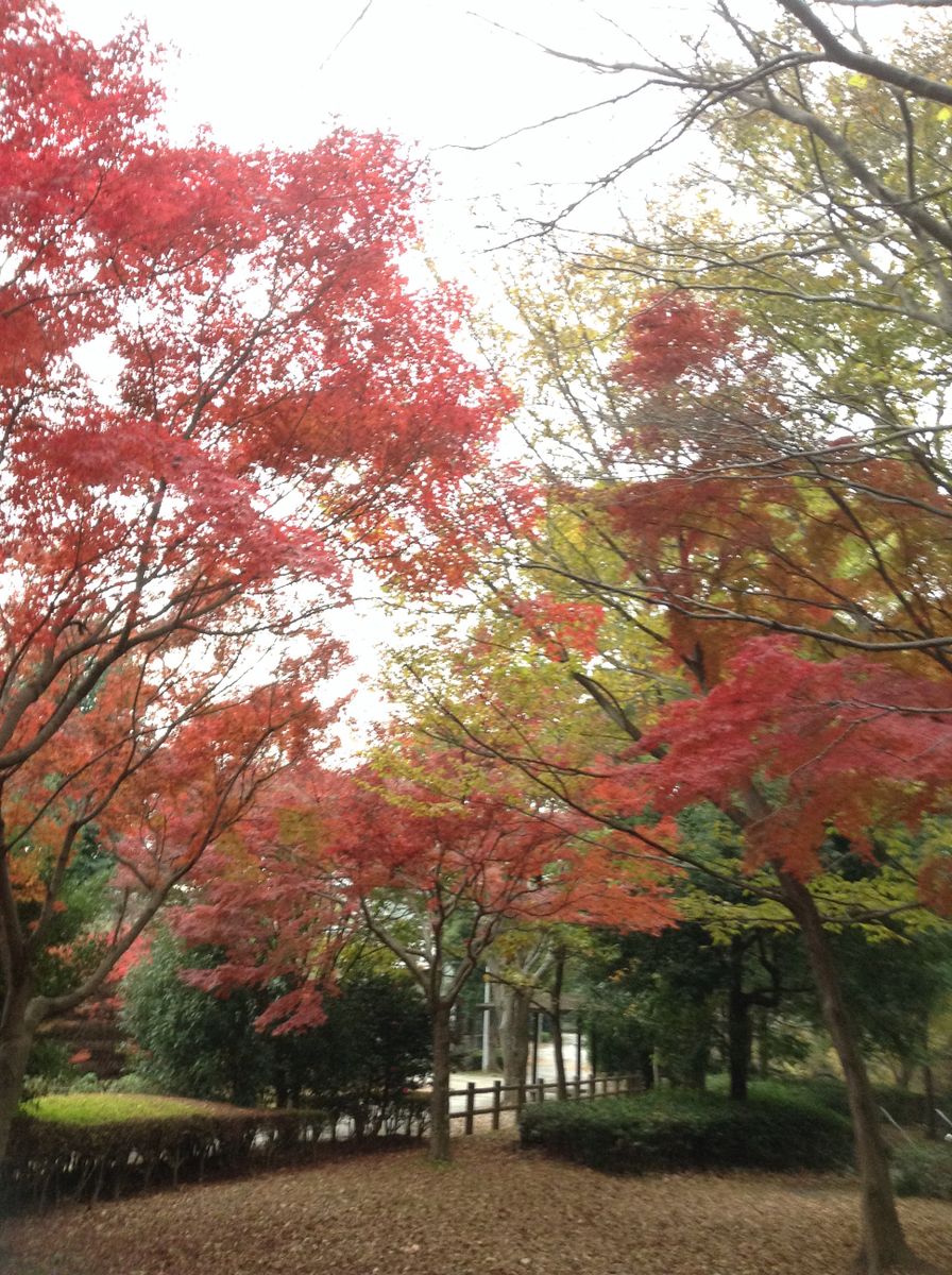 紅葉真っ盛りですが…………曇りです。