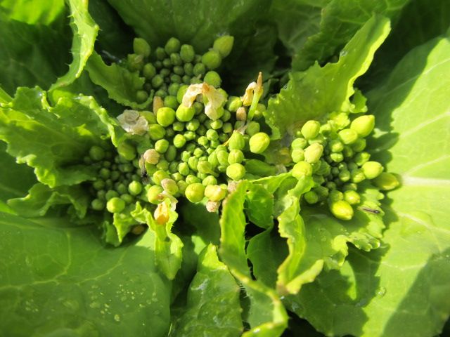 アブラナの仲間にも、花芽が