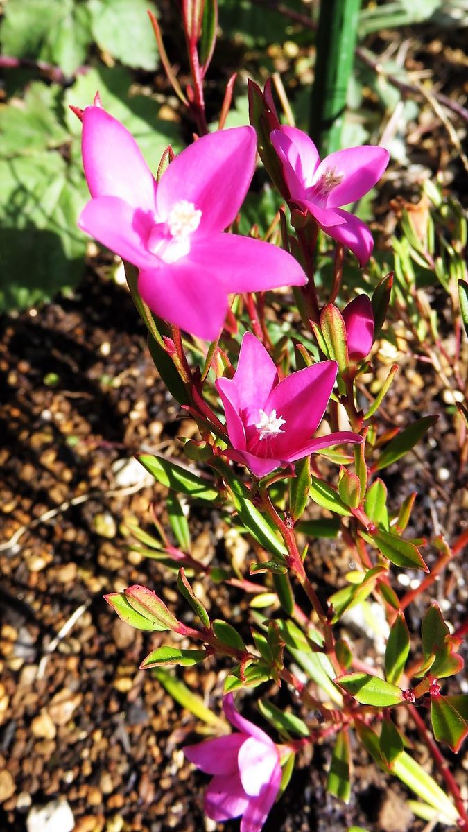 新旧表と裏の花