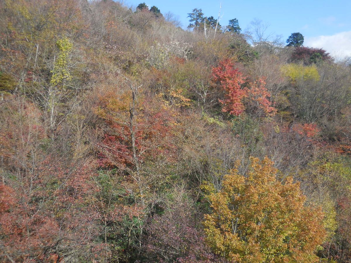 九重の紅葉・・・