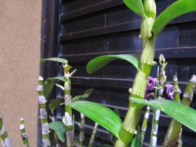 ニゲルとシンビジュームの花芽