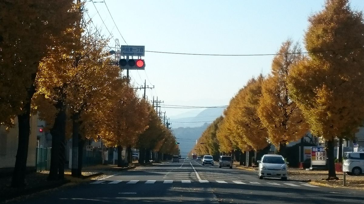 イチョウの紅葉