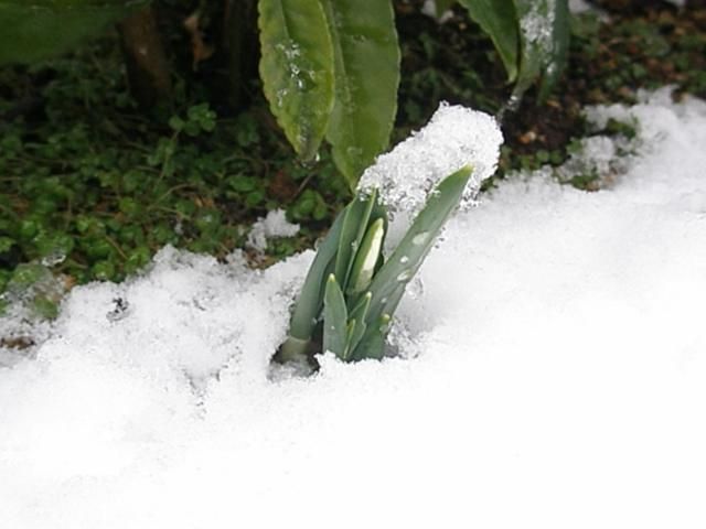 どか雪