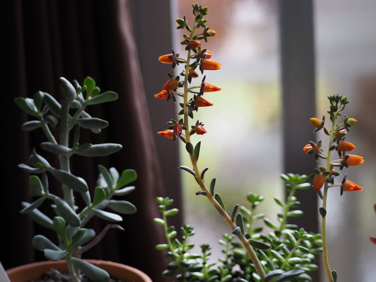 室内の植物