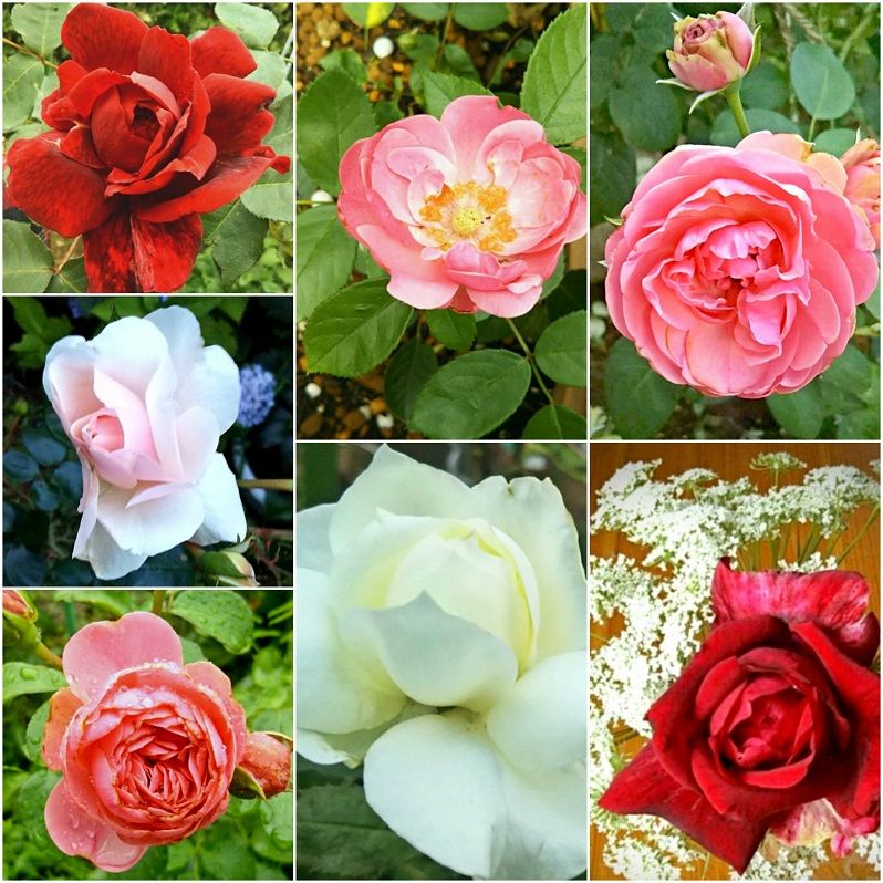 ✿✿2017年の薔薇✿✿