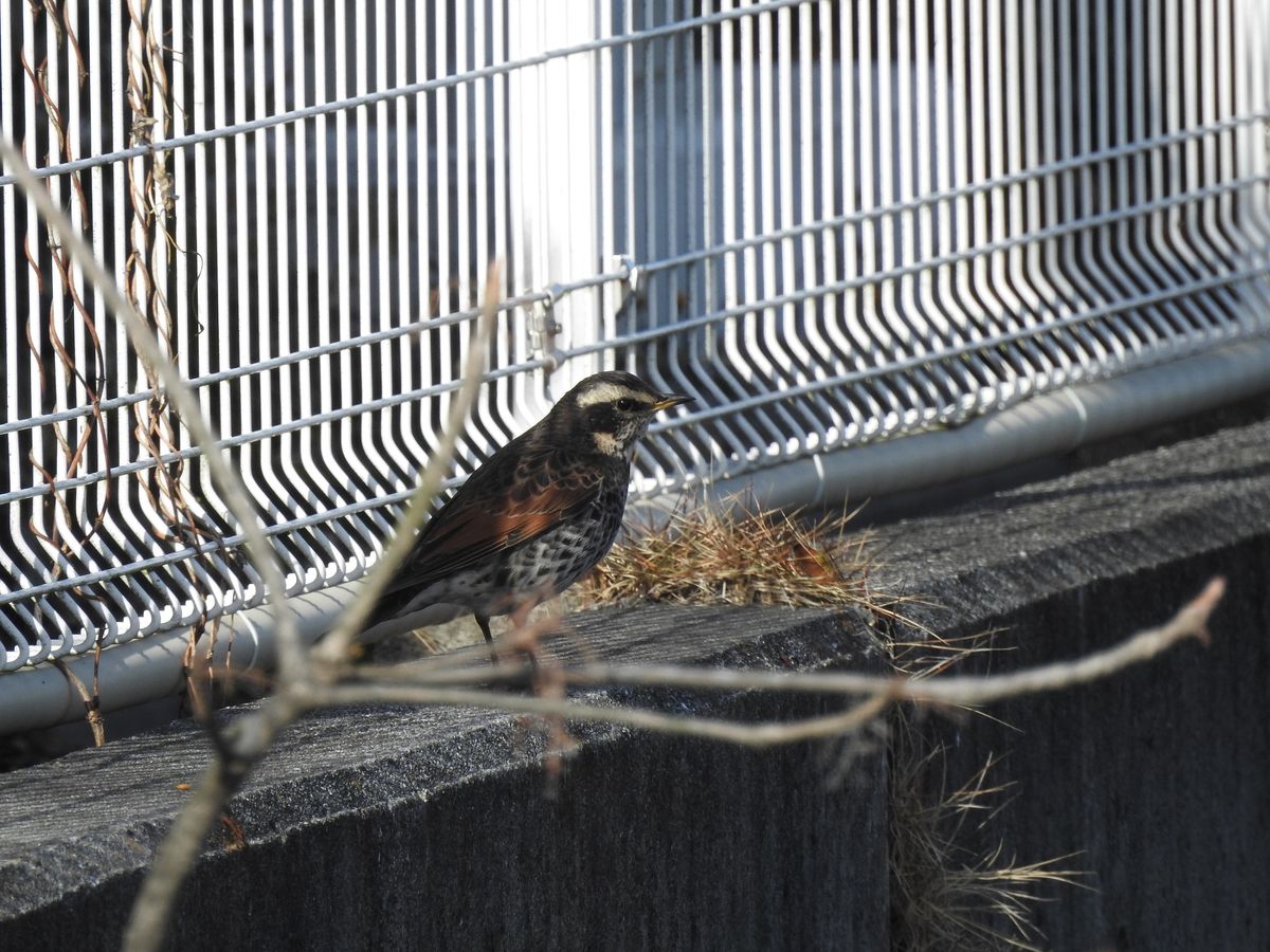 散歩で出合った鳥