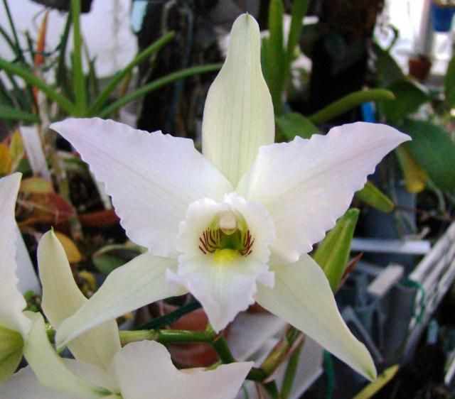 「Ｌａｅｌｉａ」　「Ａｎｇｃｍ」　白色の花が咲き始めました。