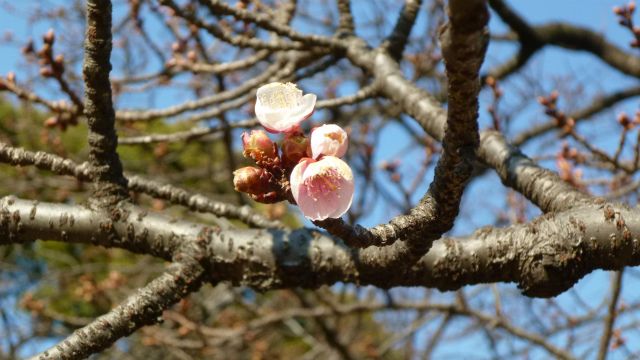 小石川植物園♪。