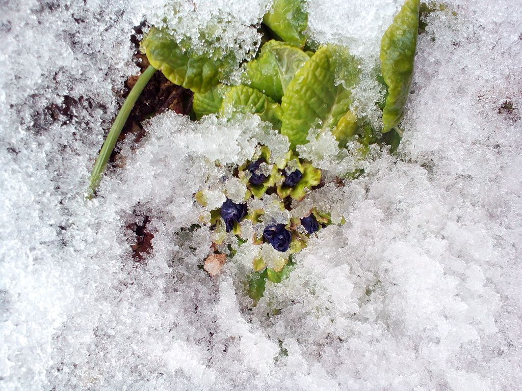 雪の中から、こんにちは(ﾟ▽ﾟ*)/