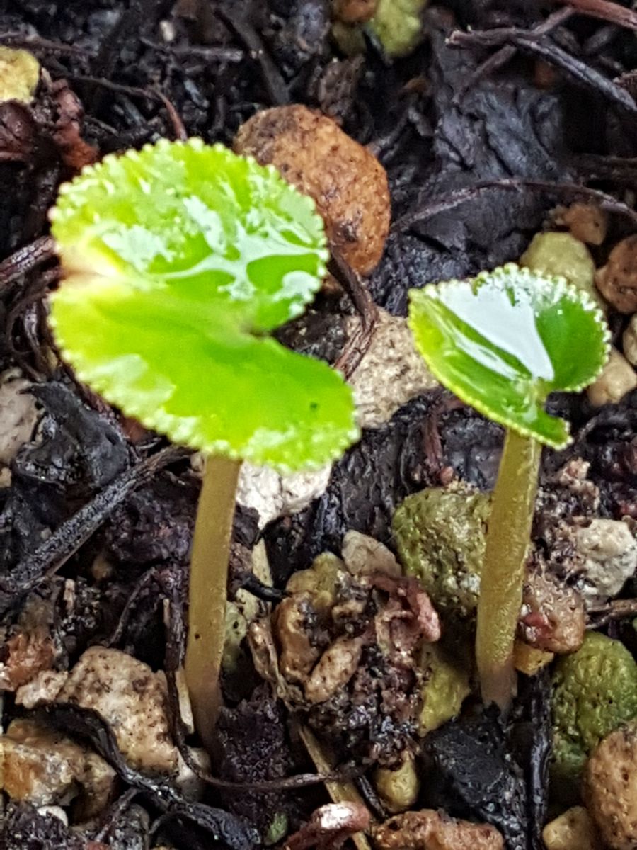 春のように暖かい雨☔ふっくらと春をよびます🎵