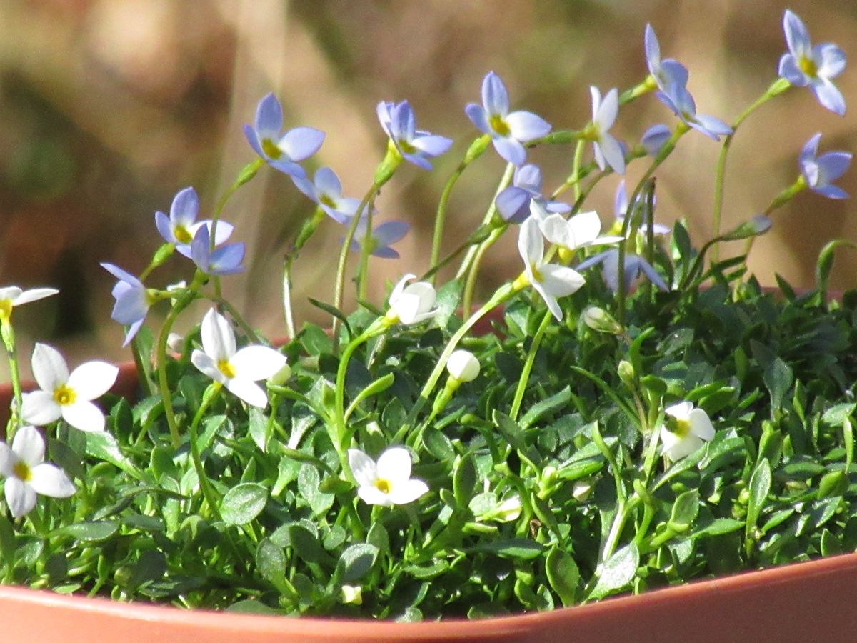 由愛(ゆめ)の花日記♪