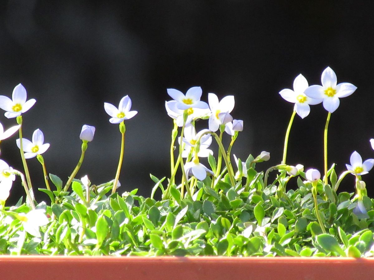 由愛(ゆめ)の花日記♪