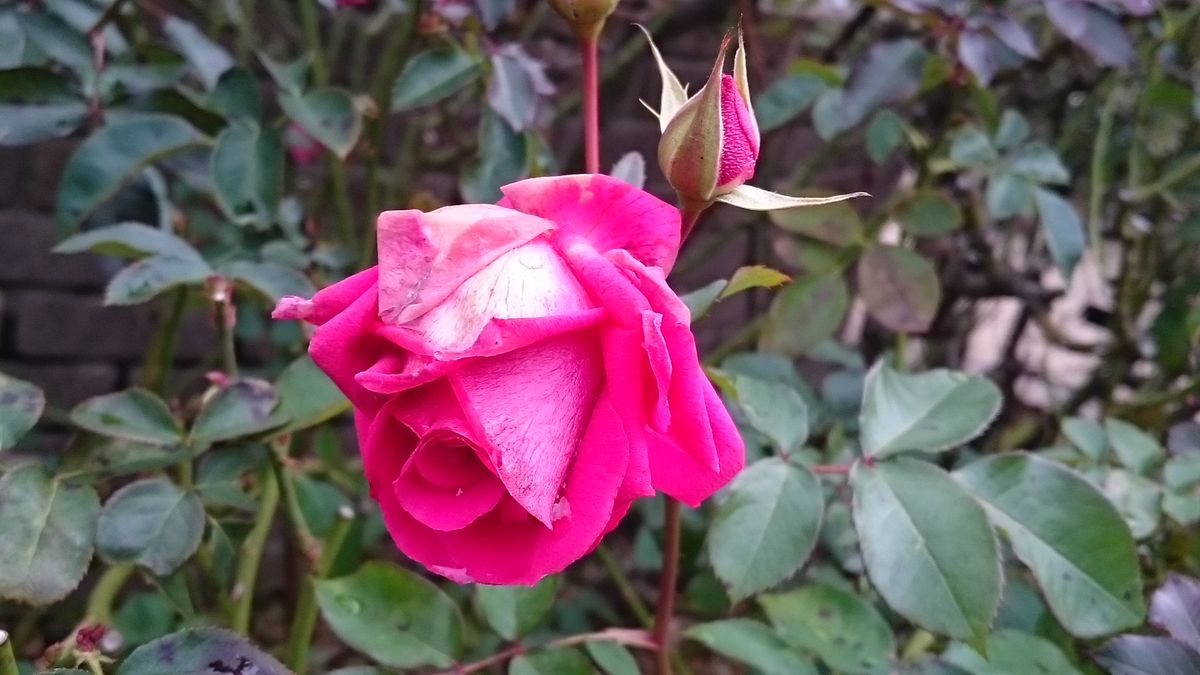 植え替え時の悩みは古土の処分とバラの根っこ