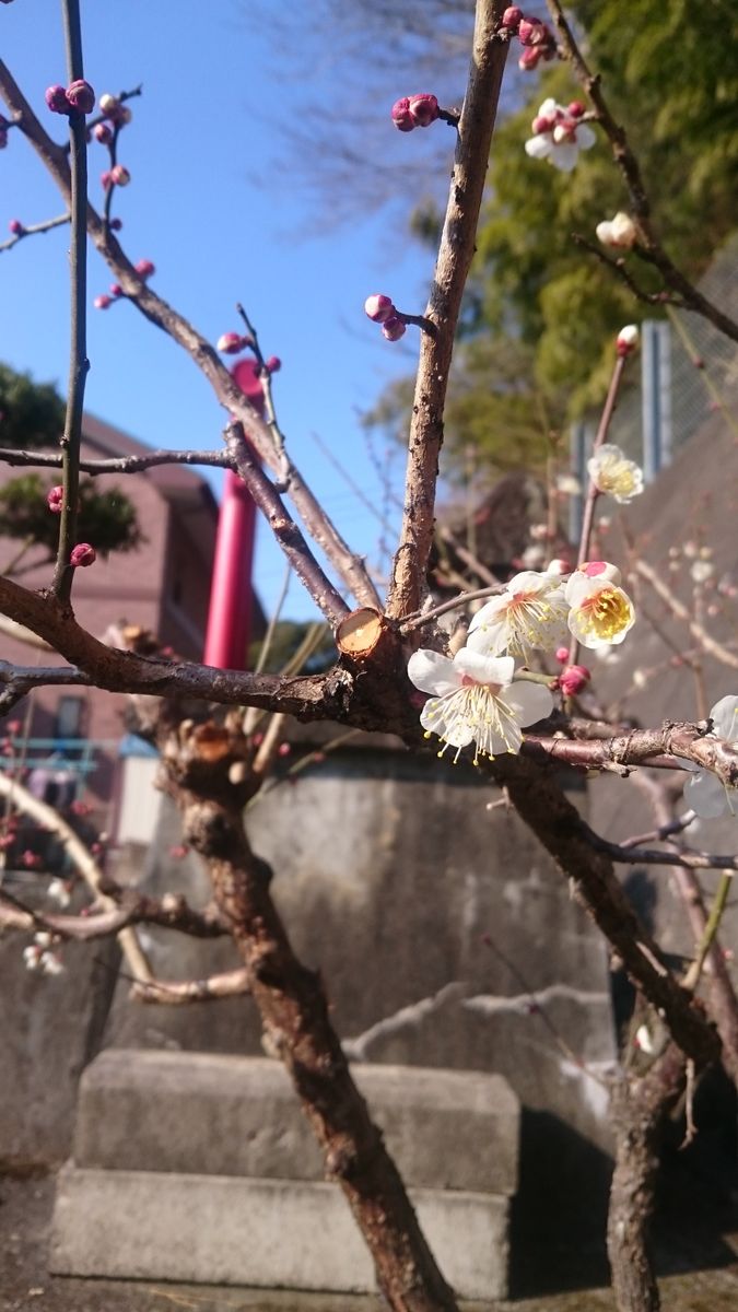 クリローの蕾と梅の花