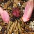 原種クリスマスローズ　チベタヌス１ヶ月ぶりの芽の確認