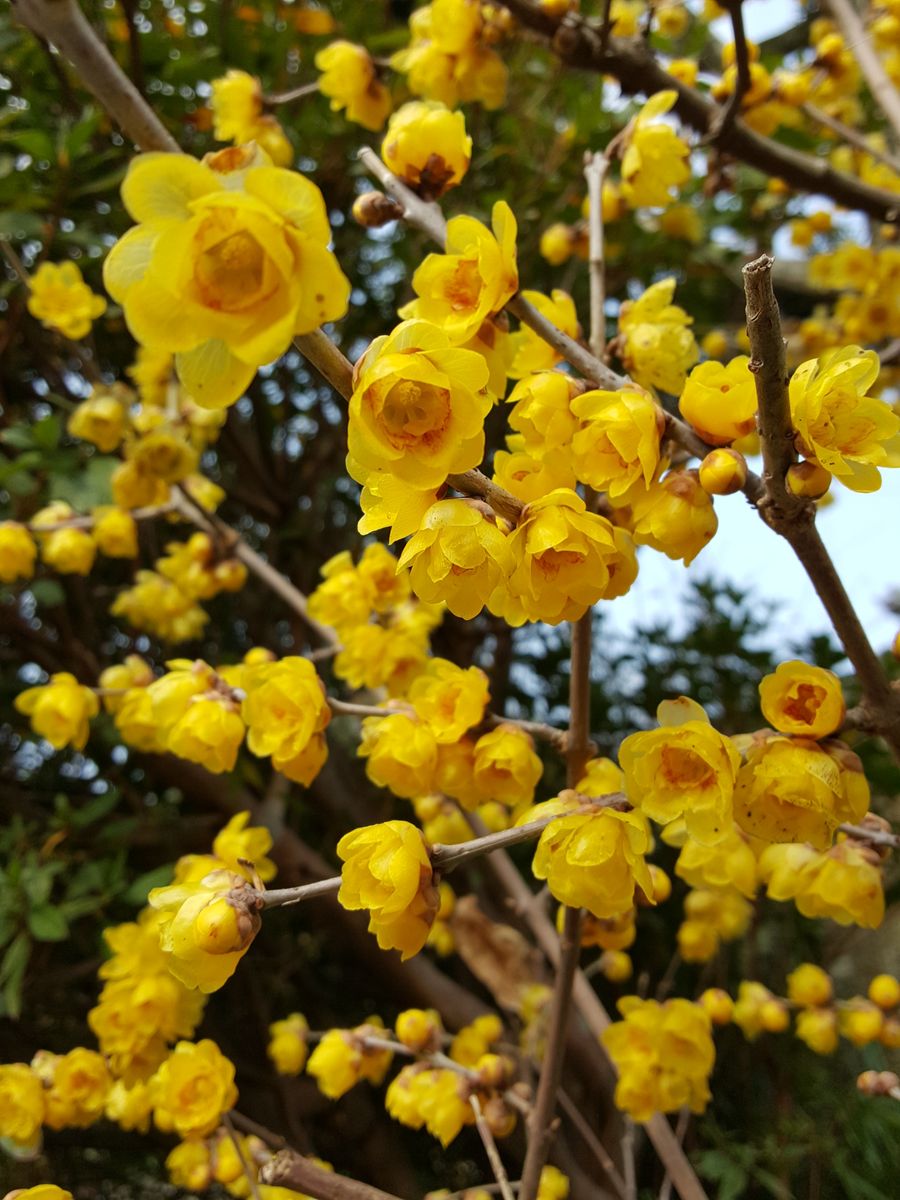 ふくおかルーバルガーデン2～の花たち