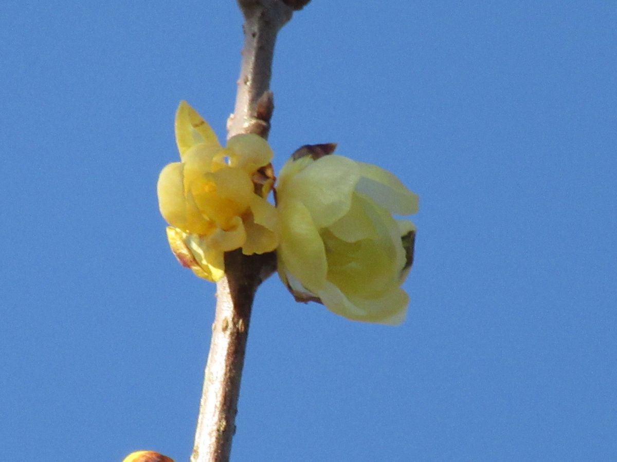 由愛(ゆめ)の花日記♪