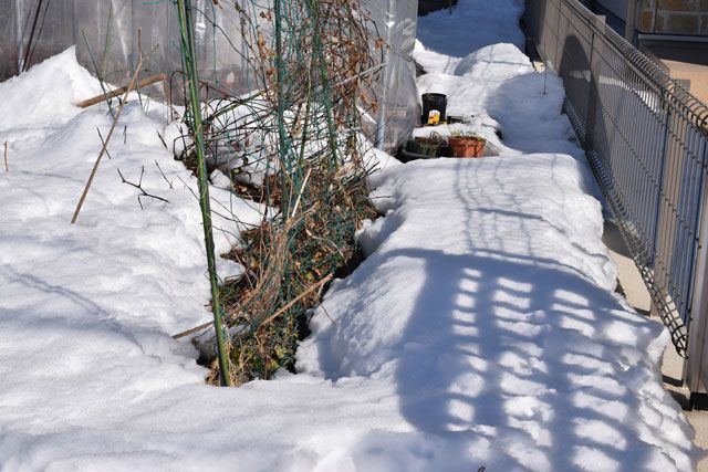 雪が残ってます