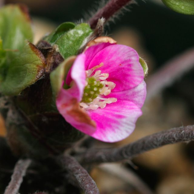 バラの植え替え