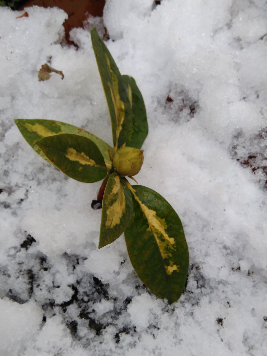 大雪の名残り