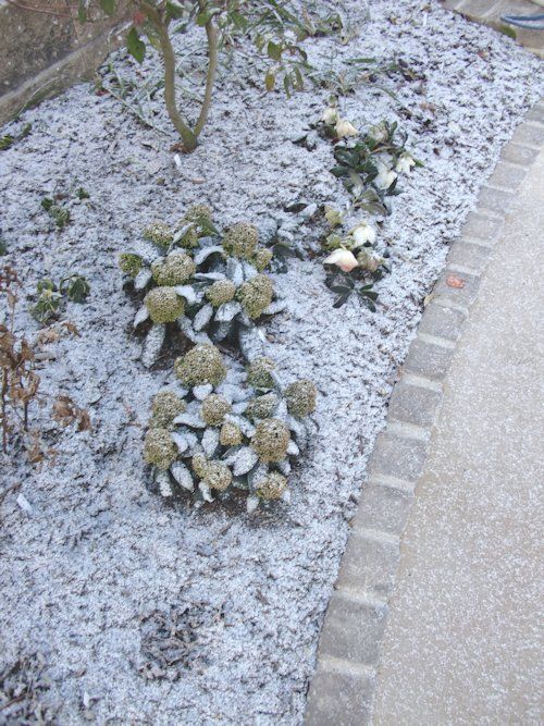 1/27の朝の雪