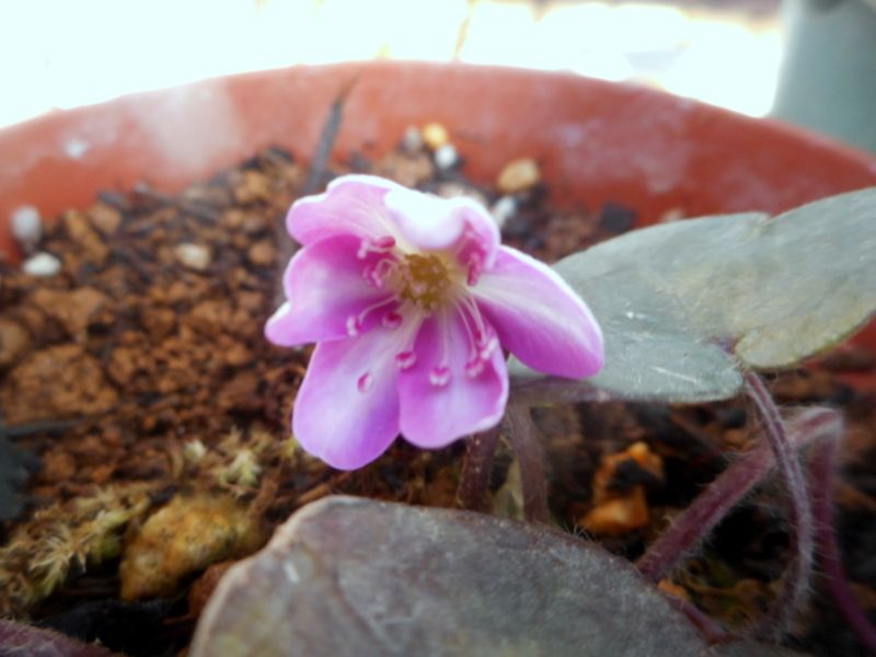 雪割草が咲きました(^^♪