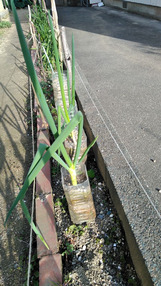 白ねぎ、紫陽花とブルーベリーの新芽。