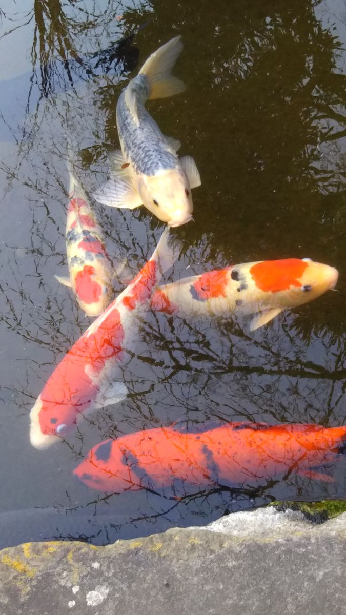 梅のお寺の梅🌸