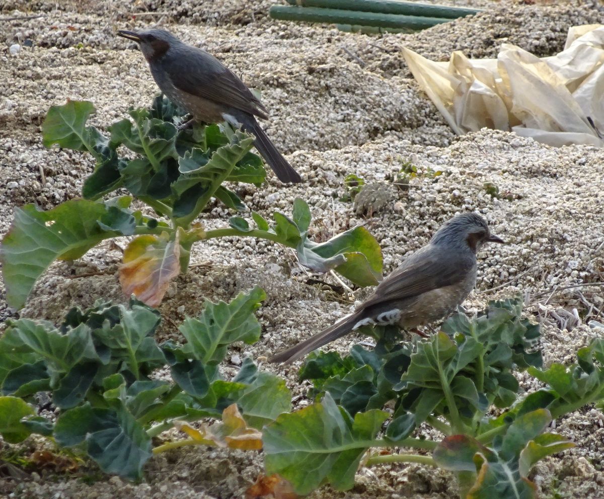 またまた、ついてない日